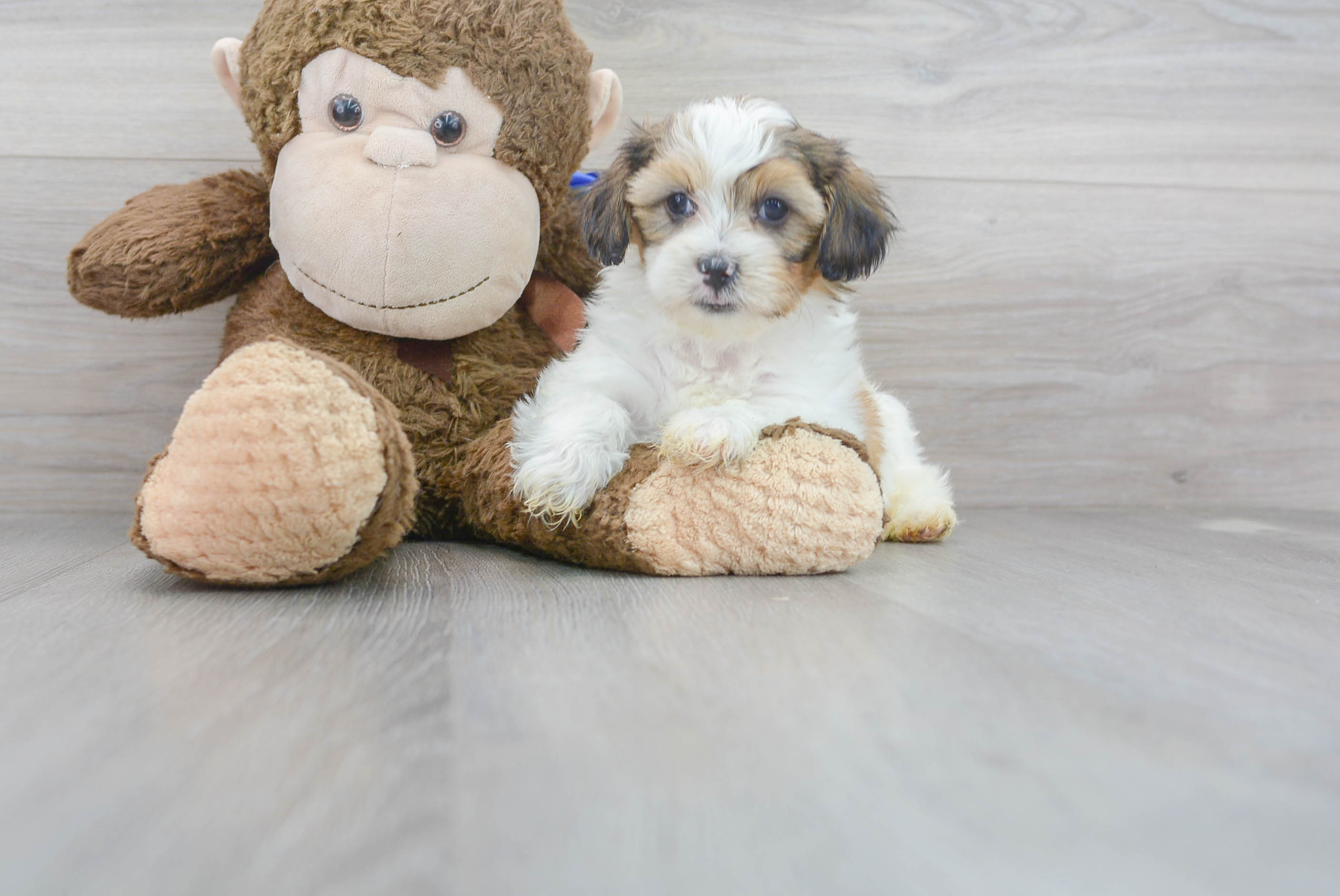 Cute Shih Poo Baby