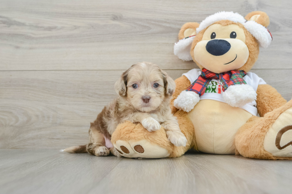 5 week old Shih Poo Puppy For Sale - Florida Fur Babies