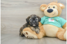 Shih Poo Pup Being Cute