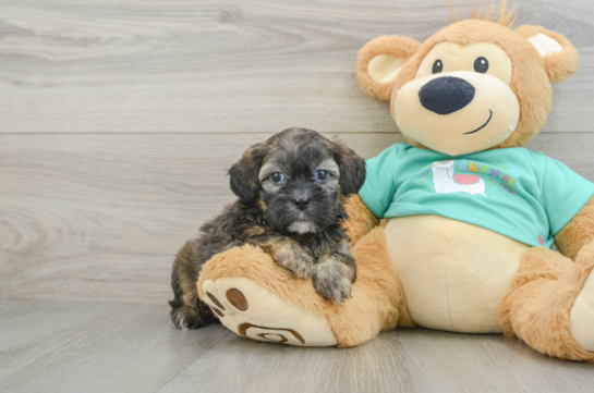 Shih Poo Pup Being Cute