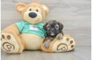 Popular Shih Poo Poodle Mix Pup
