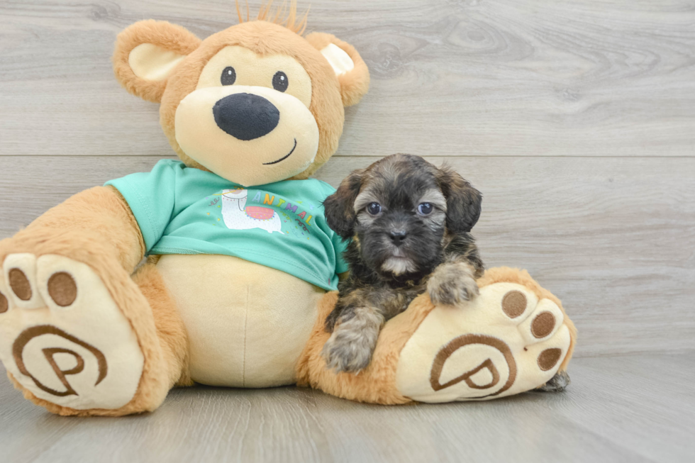 Popular Shih Poo Poodle Mix Pup