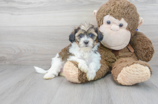 28 week old Shih Poo Puppy For Sale - Florida Fur Babies