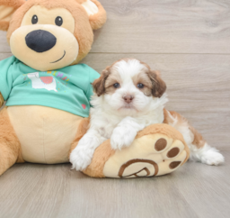 7 week old Shih Poo Puppy For Sale - Florida Fur Babies