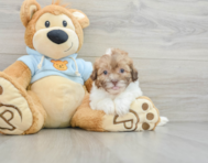 8 week old Shih Poo Puppy For Sale - Florida Fur Babies