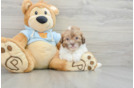 Shih Poo Puppy for Adoption