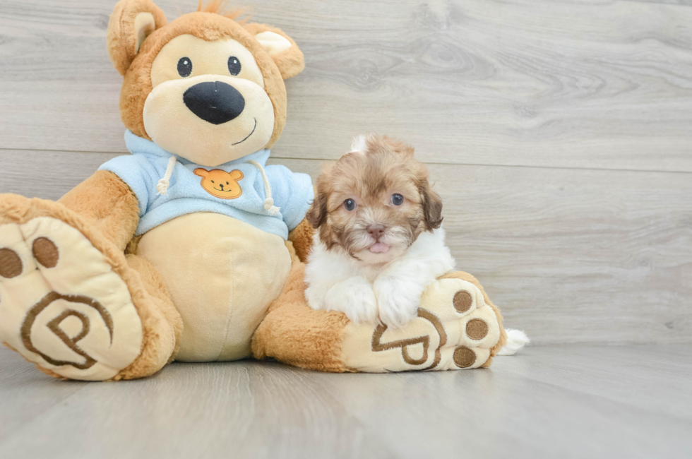 9 week old Shih Poo Puppy For Sale - Florida Fur Babies