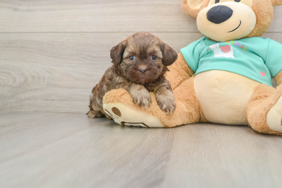 Fluffy Shih Poo Poodle Mix Pup