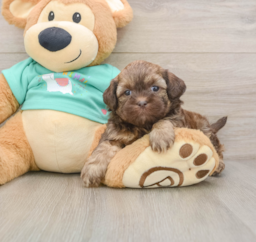 7 week old Shih Poo Puppy For Sale - Florida Fur Babies