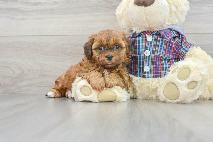 Best Shih Poo Baby