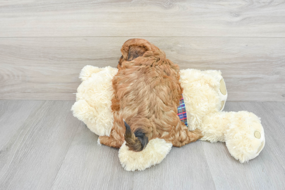 Hypoallergenic Shihpoo Poodle Mix Puppy