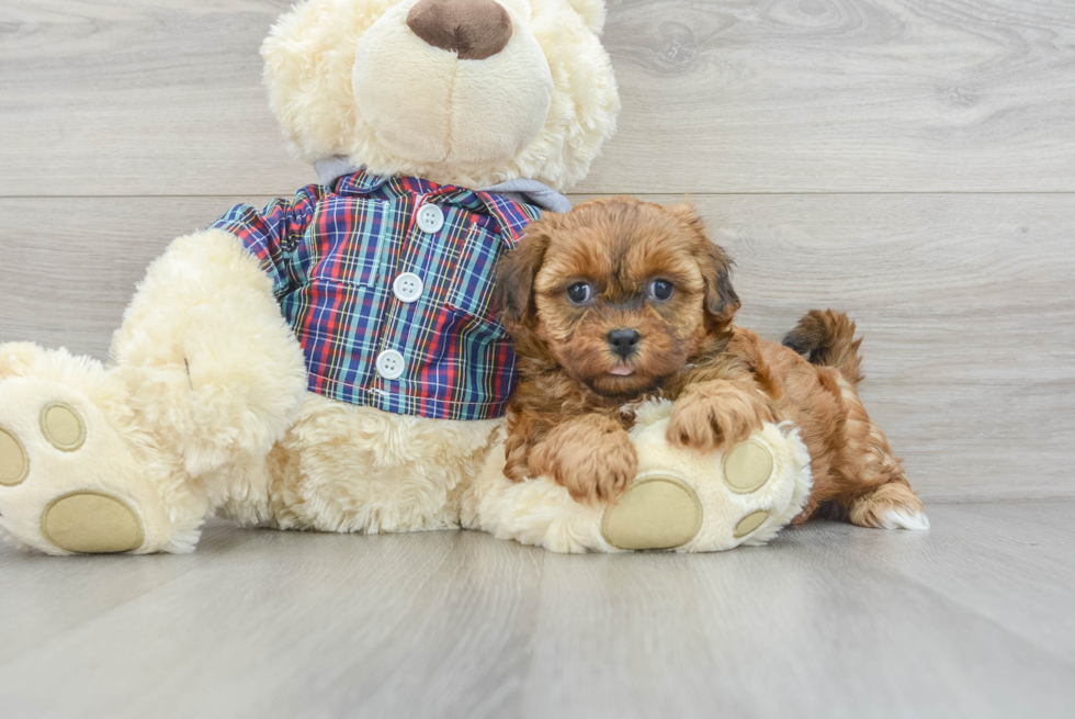 Best Shih Poo Baby