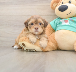 8 week old Shih Poo Puppy For Sale - Florida Fur Babies