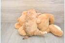 Energetic Shih Poo Poodle Mix Puppy