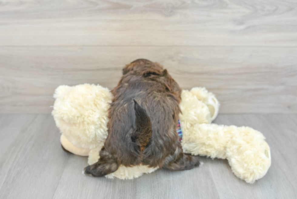 Petite Shih Poo Poodle Mix Pup