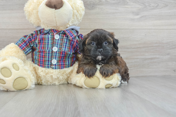Shih Poo Puppy for Adoption