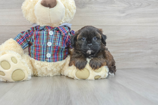 Shih Poo Puppy for Adoption