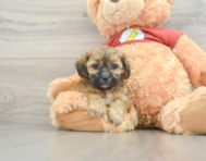 8 week old Shih Poo Puppy For Sale - Florida Fur Babies