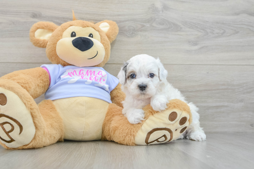 Adorable Shih Poo Poodle Mix Puppy