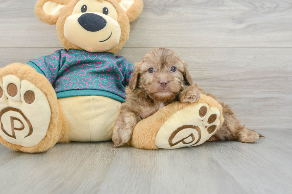 5 week old Shih Poo Puppy For Sale - Florida Fur Babies