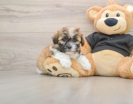 5 week old Shih Poo Puppy For Sale - Florida Fur Babies