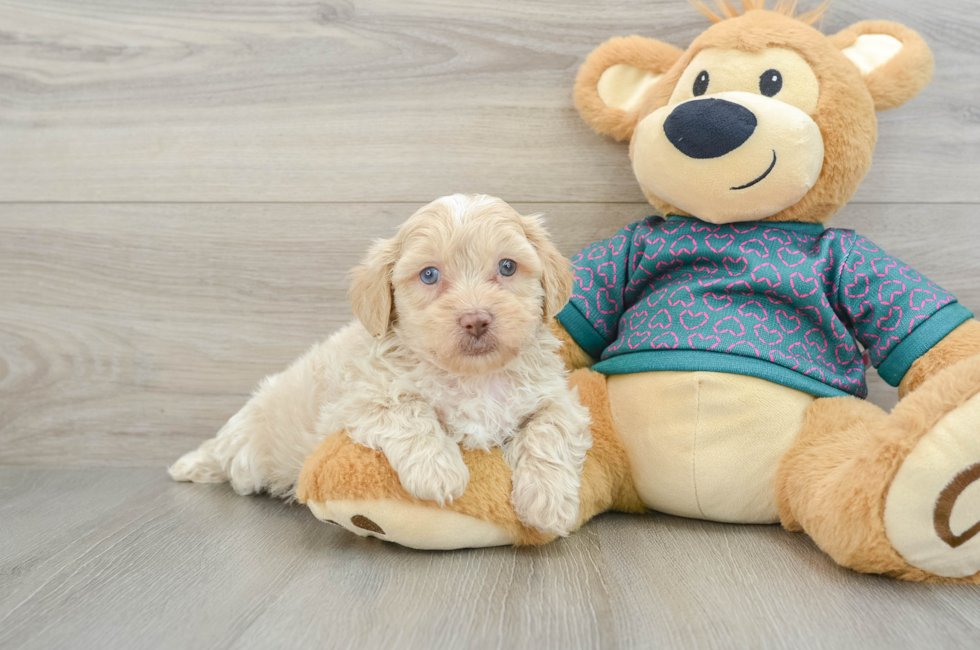 5 week old Shih Poo Puppy For Sale - Florida Fur Babies