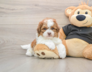 5 week old Shih Poo Puppy For Sale - Florida Fur Babies