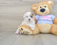 10 week old Shih Poo Puppy For Sale - Florida Fur Babies