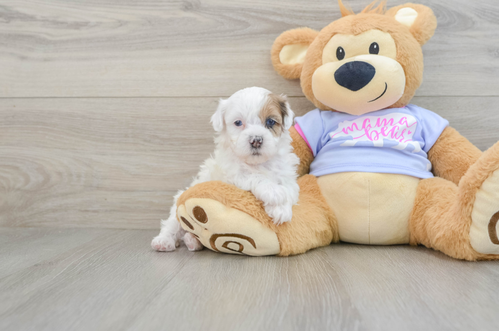 6 week old Shih Poo Puppy For Sale - Florida Fur Babies