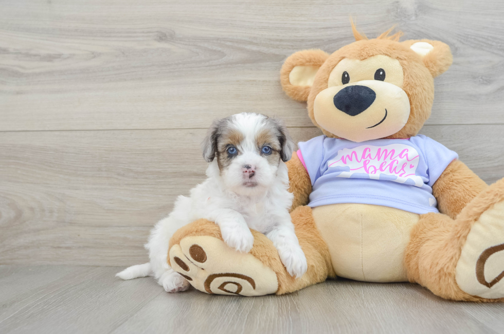 6 week old Shih Poo Puppy For Sale - Florida Fur Babies