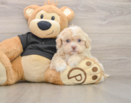 5 week old Shih Poo Puppy For Sale - Florida Fur Babies