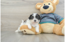 Shih Poo Puppy for Adoption