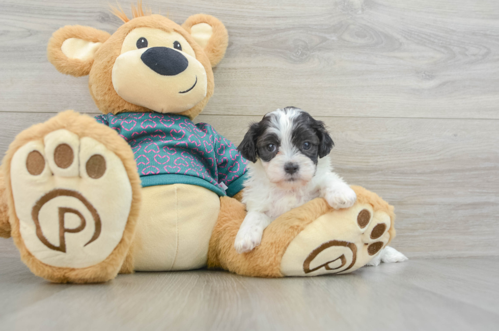 5 week old Shih Poo Puppy For Sale - Florida Fur Babies