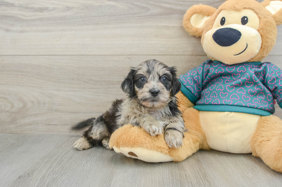 5 week old Shih Poo Puppy For Sale - Florida Fur Babies