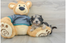 Shih Poo Puppy for Adoption