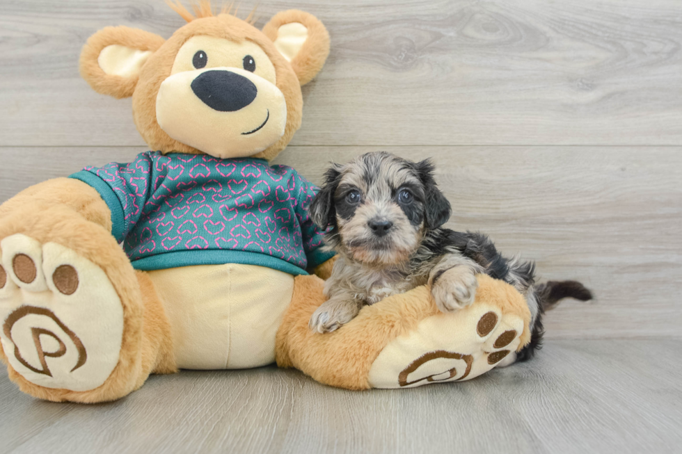 Shih Poo Puppy for Adoption