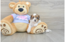 Cute Shih Poo Baby