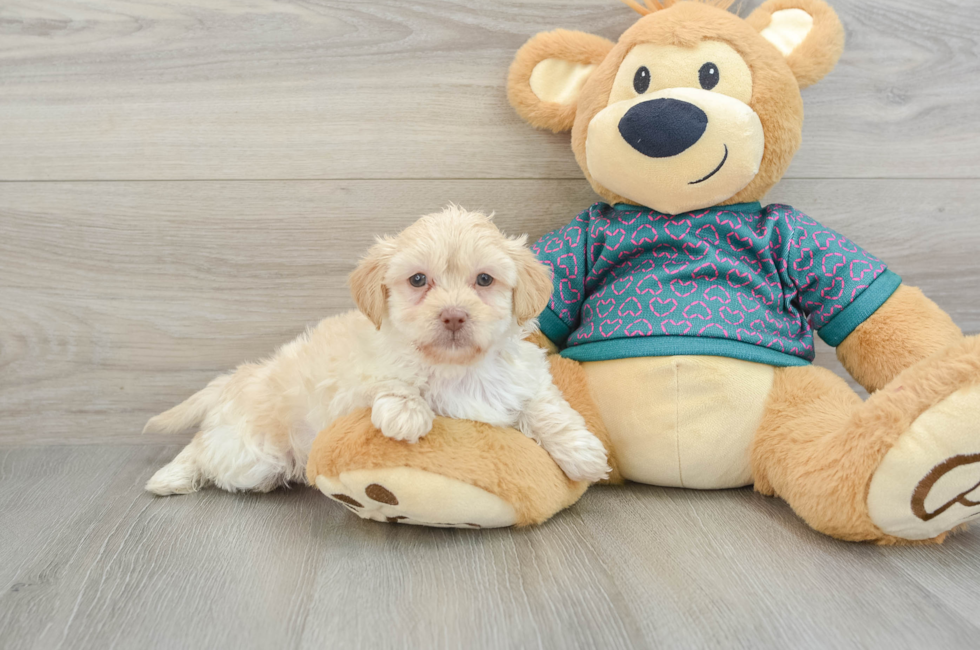 5 week old Shih Poo Puppy For Sale - Florida Fur Babies