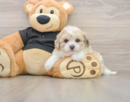 5 week old Shih Poo Puppy For Sale - Florida Fur Babies
