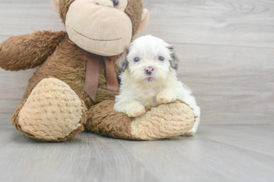 teacup shih poo puppies