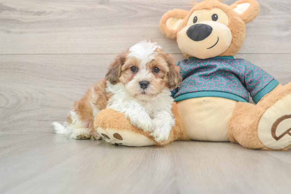 Best Shih Poo Baby