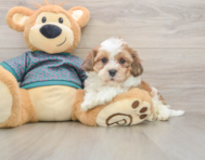 7 week old Shih Poo Puppy For Sale - Florida Fur Babies