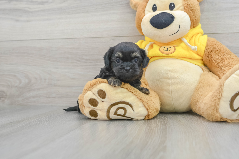 5 week old Shih Poo Puppy For Sale - Florida Fur Babies