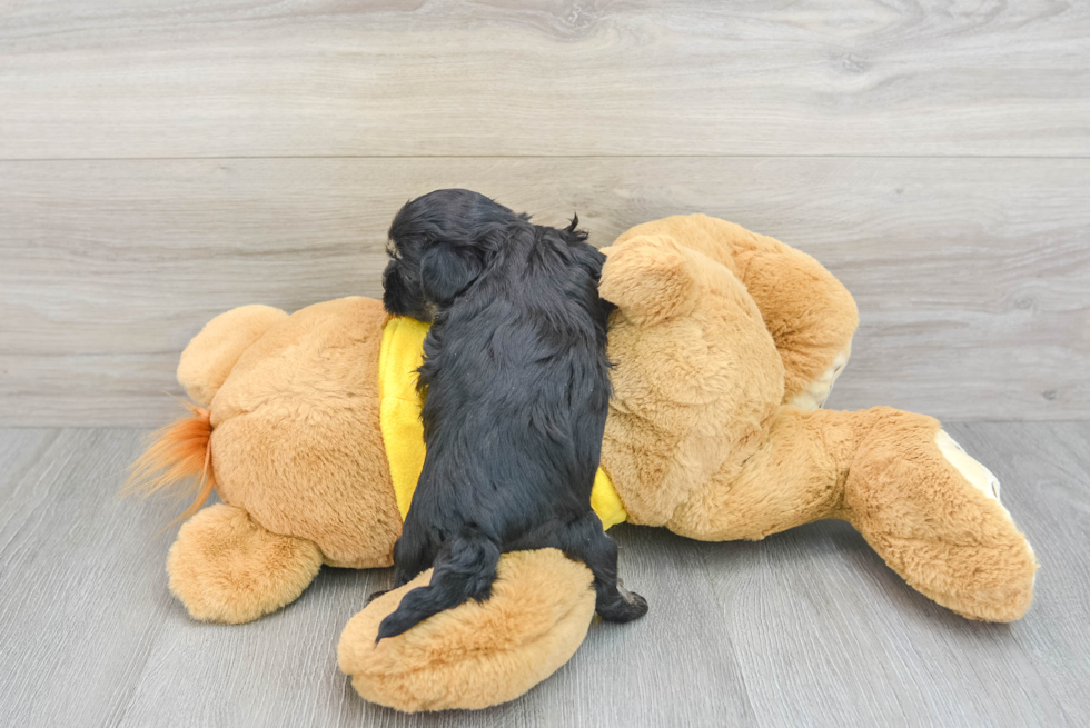 Best Shih Poo Baby