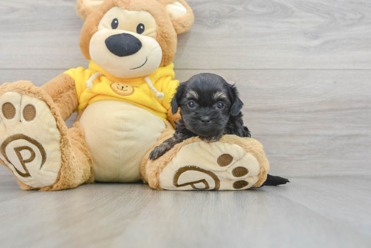 Adorable Shih Poo Poodle Mix Puppy