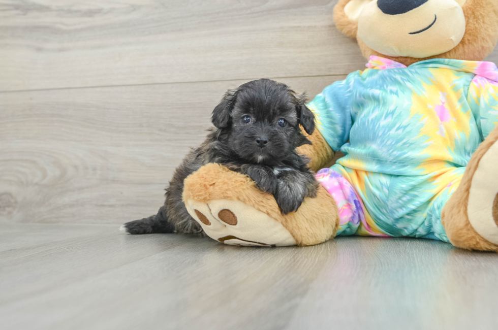 5 week old Shih Poo Puppy For Sale - Florida Fur Babies