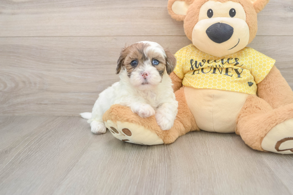 Small Shih Poo Baby