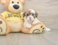 8 week old Shih Poo Puppy For Sale - Florida Fur Babies
