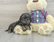 7 week old Shih Poo Puppy For Sale - Florida Fur Babies