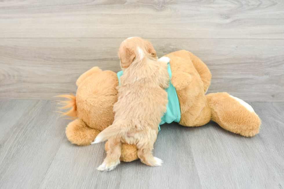 Little Shih Poo Poodle Mix Puppy